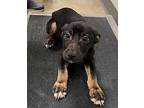 Mulberry Australian Shepherd Young Female