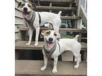Betty Jack Russell Terrier Adult Female
