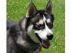 AMAZING ACE Husky Adult Male