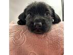 Elaine Chihuahua Puppy Female