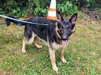 Bruno German Shepherd Dog Young Male