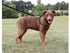 Leroy Labrador Retriever Puppy Male