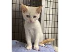 Lottie American Shorthair Kitten Female