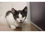 Miya Domestic Shorthair Kitten Female