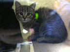JULIEN Domestic Shorthair Kitten Male
