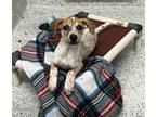 Sand Dollar Beagle Puppy Female
