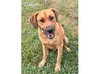Cajun Labrador Retriever Puppy Male