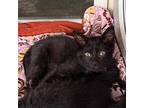 DARTH VADER Domestic Shorthair Kitten Male