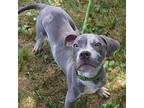 PUP CUP Puppy Male