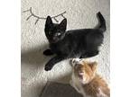Mac Domestic Shorthair Kitten Male