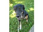 Bailey Mixed Breed (Medium) Young Female