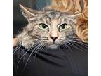 Jam Domestic Shorthair Young Female