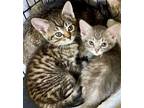 Katniss & Rue Domestic Shorthair Kitten Female