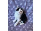 Simon Domestic Shorthair Kitten Male