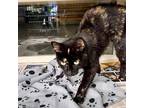 MAGGIE Domestic Shorthair Young Female