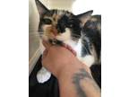 T'Pol Domestic Shorthair Young Female