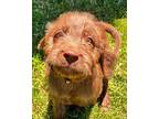 Olaf Labradoodle Puppy Male