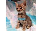 Steak Domestic Shorthair Kitten Male