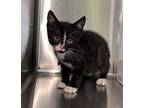 Bitsy Domestic Shorthair Kitten Male