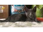 Georgie Domestic Shorthair Young Male