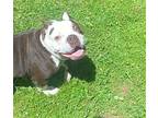 Madalena Boston Terrier Young Female