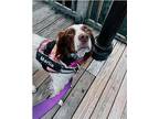 NC/Marlie Brittany Adult Female
