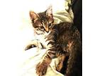 Charming Charlie Domestic Shorthair Kitten Male