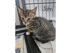 John Domestic Shorthair Kitten Male