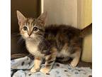 Biscuit Domestic Shorthair Kitten Female