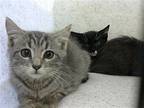 CHANTAL Domestic Shorthair Kitten Female