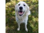 WILLOW Great Pyrenees Senior Female