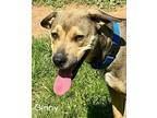 Ginny Labrador Retriever Adult Female