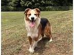 OREO Australian Shepherd Young Male