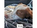 OK/Windy (TX) Brittany Young Female