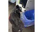 Chico Border Collie Puppy Male