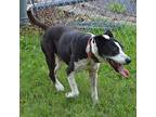 JEWEL Staffordshire Bull Terrier Senior Female