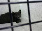 ALEX Domestic Shorthair Kitten Male