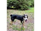 MAX Australian Shepherd Young Male