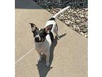 Panda Rat Terrier Puppy Male