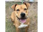 Ezra American Pit Bull Terrier Puppy Female