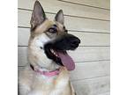 Luna German Shepherd Dog Adult Female