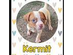 Kermit Pointer Puppy Male