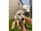 Arya Dalmatian Puppy Female