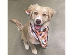 Cookie Golden Retriever Puppy Female