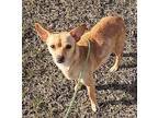Dove Chihuahua Adult Female