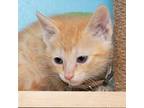 Builder Domestic Mediumhair Kitten Male