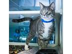 GRAY CAT Domestic Shorthair Adult Male