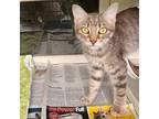 MISTY Domestic Shorthair Young Female
