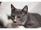 Mason Domestic Shorthair Kitten Male