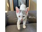 Misty Domestic Shorthair Kitten Female